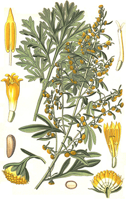 Artemisia Absinthium