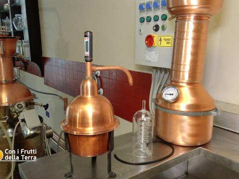 Video: Alla scoperta dell'Assenzio italiano con Breaking Booze Distillery. Il reportage di 